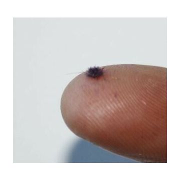 JoeFix - LAVENDER 2 MM
